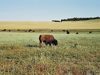 Bison