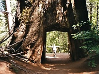 Mammutbaum im Yosemite NP