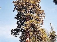 Mariposa Grove