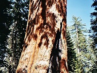Mariposa Grove