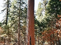 Mariposa Grove