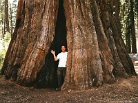 Mariposa Grove