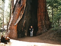 Mariposa Grove