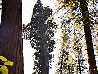 Calaveras Big Trees SP