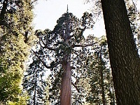 Calaveras Big Trees SP