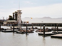 Seehunde am Pier 39