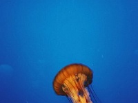 Monterey Bay Aquarium