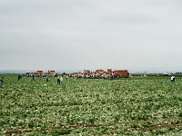 Mexikaner ernten Gemüse