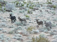 Esel im Red Rock Canyon