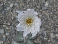 Blume im Death Valley