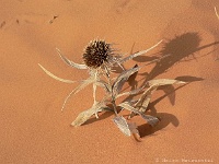 Coral Pink Sanddunes