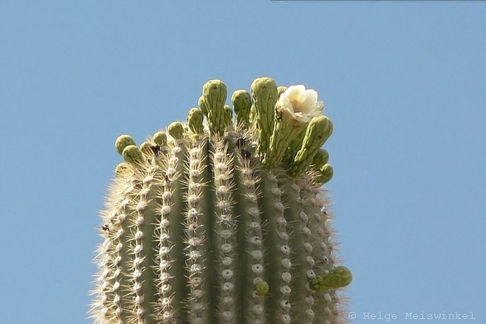 062