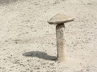Bisti Badlands - mein Lieblingspilz