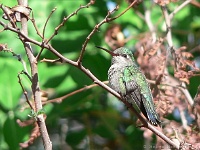 Arizona Sonora Desert Museum - Kolibri