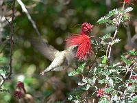 Arizona Sonora Desert Museum - Kolibri