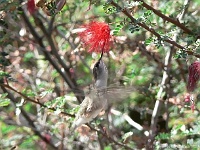 Arizona Sonora Desert Museum - Kolibri