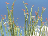 Arizona Sonora Desert Museum - Ocotillo