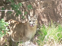 Arizona Sonora Desert Museum - hungriger Puma