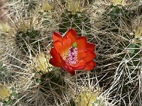 Arizona Sonora Desert Museum