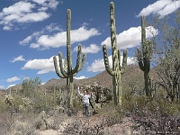 Saguaro N.P. West - welcher Kaktus ist unecht?