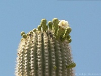 Saguaro N.P. West - Saguaroblüte
