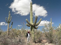 Saguaro N.P. West