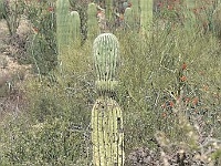 Saguaro N.P. West - ein neugieriger Kaktus