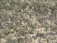 Saguaro N.P. West