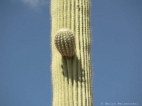 Saguaro N.P. West