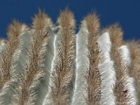 Saguaro N.P. West