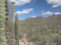 Saguaro N.P. West