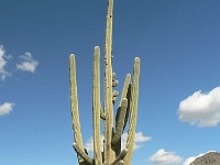 Saguaro N.P. West