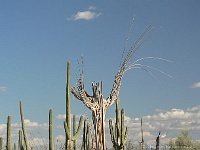 Saguaro N.P. West - Urururgroßkaktus