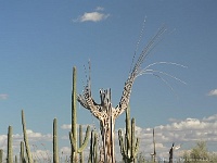 Saguaro N.P. West - Urururgroßkaktus