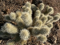 Saguaro N.P. West - Teddybärkaktus
