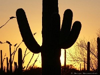 Saguaro N.P. West - ein schöner Tag neigt sich dem Ende.