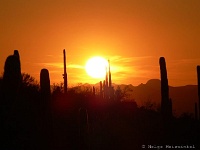 Saguaro N.P. West