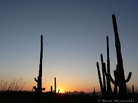 Saguaro N.P. West