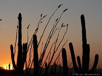 Saguaro N.P. West