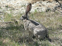 der Osterhase auf Urlaubsreise
