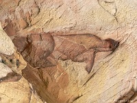 Yellow Rock - versteinerte Schildkröte