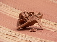 Coyote Buttes North