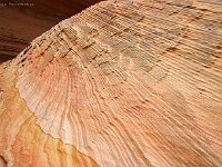 Coyote Buttes North