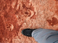 Dinospuren in den Coyote Buttes North