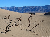 Mesquite Sand Dunes