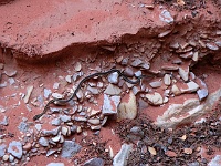 Red Canyon