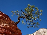 Zion NP