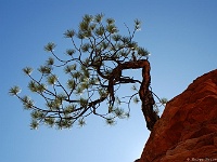 Zion NP