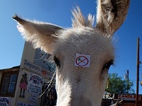 Oatman, Arizona