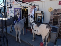 Oatman, Arizona